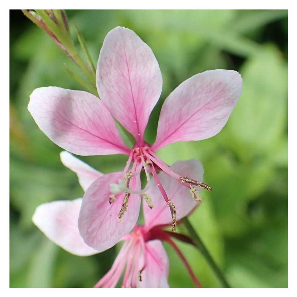 Gaura siskiyou pink pot de 4l - 40/60 cm