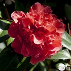 Camellia japonica ' mme martin cachet ': 7.5 litres