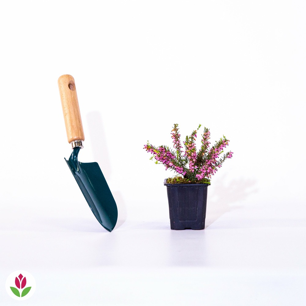 Bruyère d'hiver ghost hills - le pot / 8cm / hauteur livrée environ 10cm