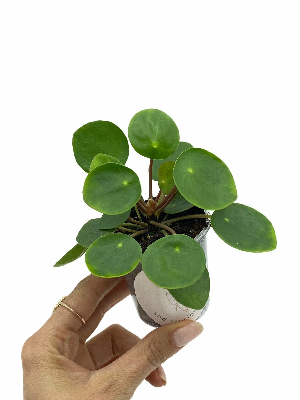 Pilea peperomioides - pot de 6cm