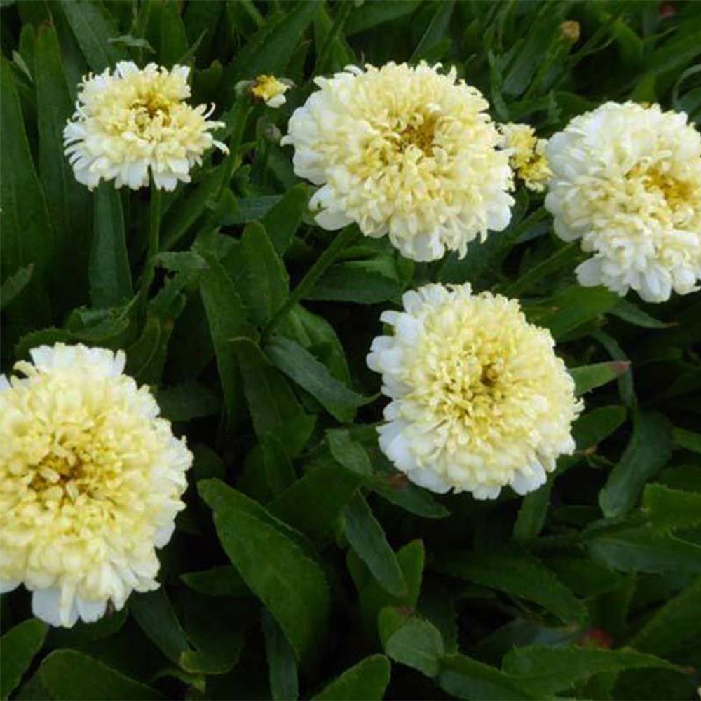 Marguerite 'luna' godet de 8/9 cm