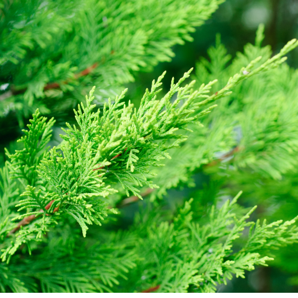 Cyprès de leyland - cupressocyparis leylandii 150/160cm