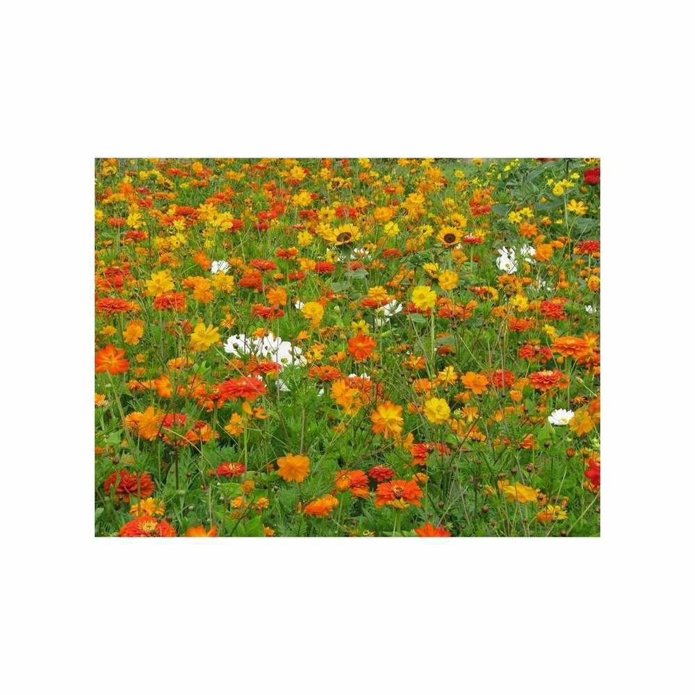 Fleurs Orange Eclair