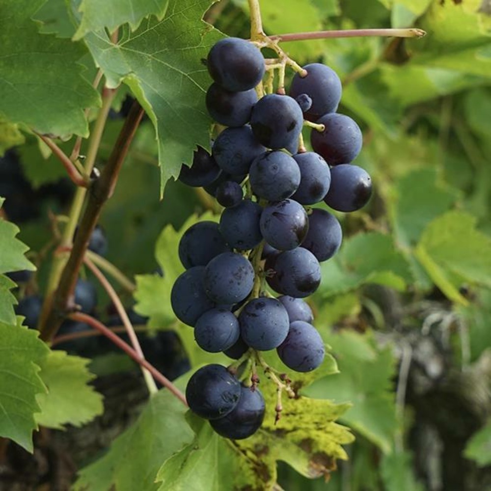 Vigne 'muscat bleu' - vitis vinifera 3l - 60/90cm