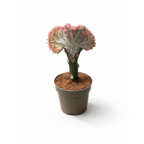 Euphorbia lactea cristata - greffe - cactus blanc d. 9cm h. 22cm - plante d'intérieur