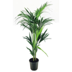 Howea forsteriana - palmier plante d'intérieur - pot 21cm - hauteur 130-140cm - plante verte - persistante