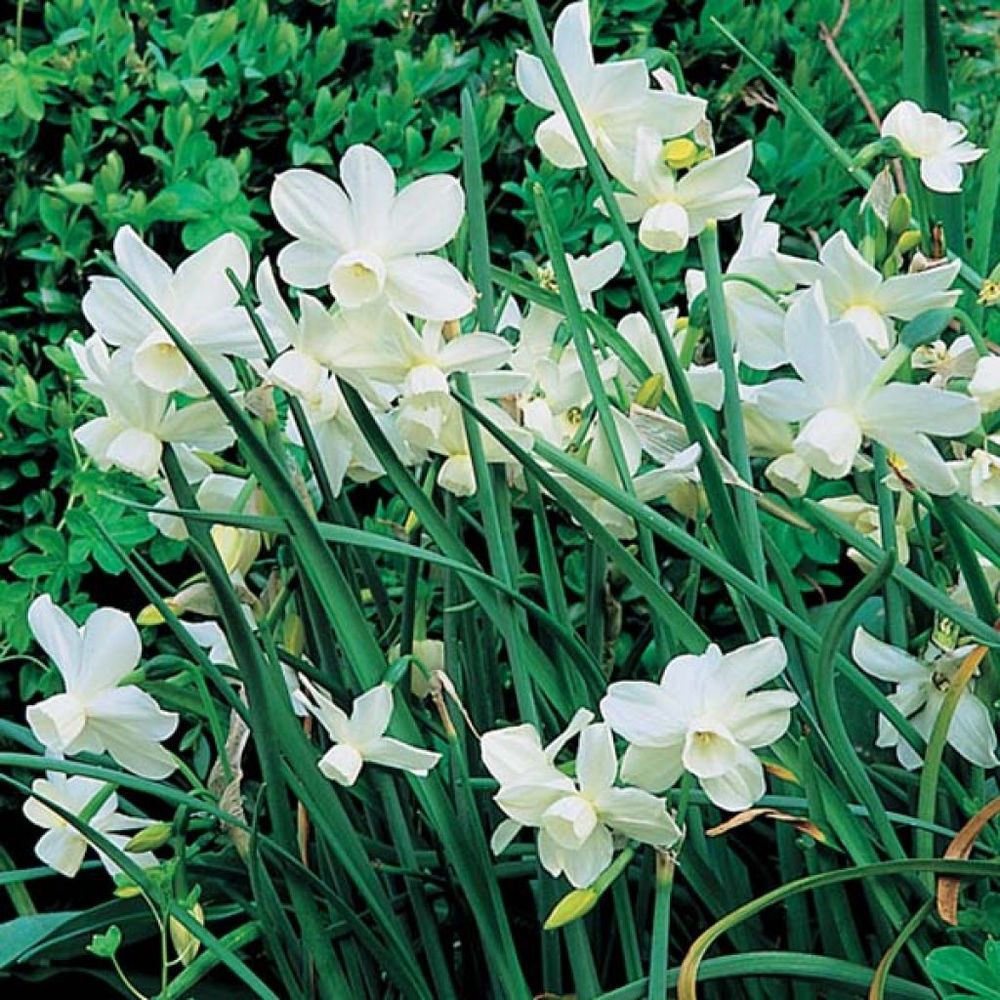 Narcisse multiflore 'petrel' bulbe calibre 12+ (par 10)