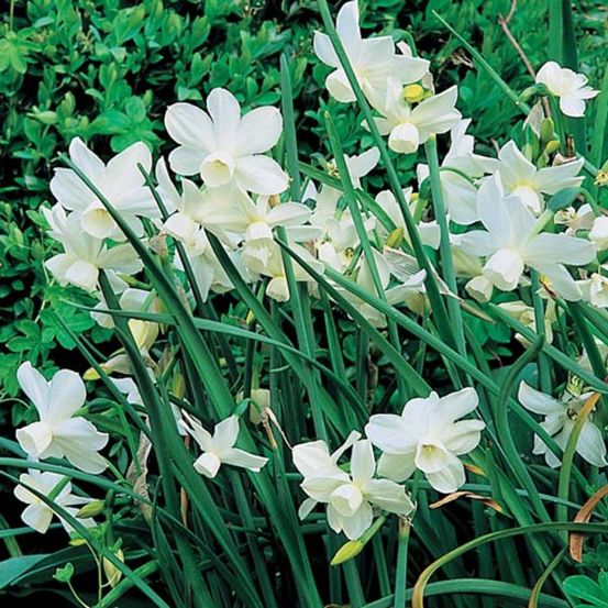 Narcisse multiflore 'petrel' bulbe calibre 12+ (par 10)