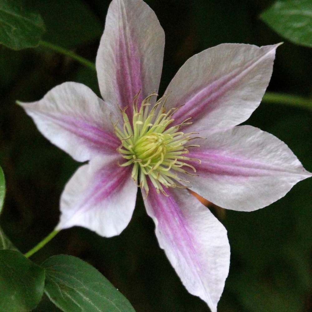 Clématite sally™ 'evipo077' pot de 3l - echelle bambou 60/120 cm