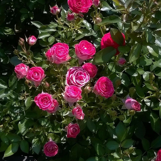 Rosier arbustif bernadette lafont® 'sauvachi' pot de 10 l - 1/2 tige