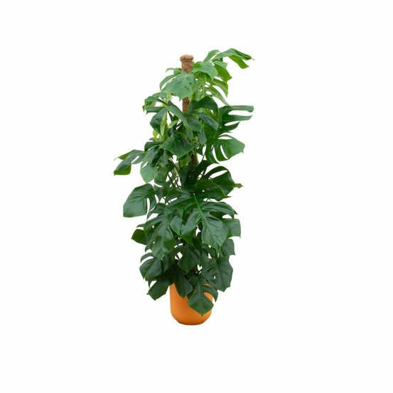 Monstera pertusum 150cm et son pot orange - hauteur 150cm