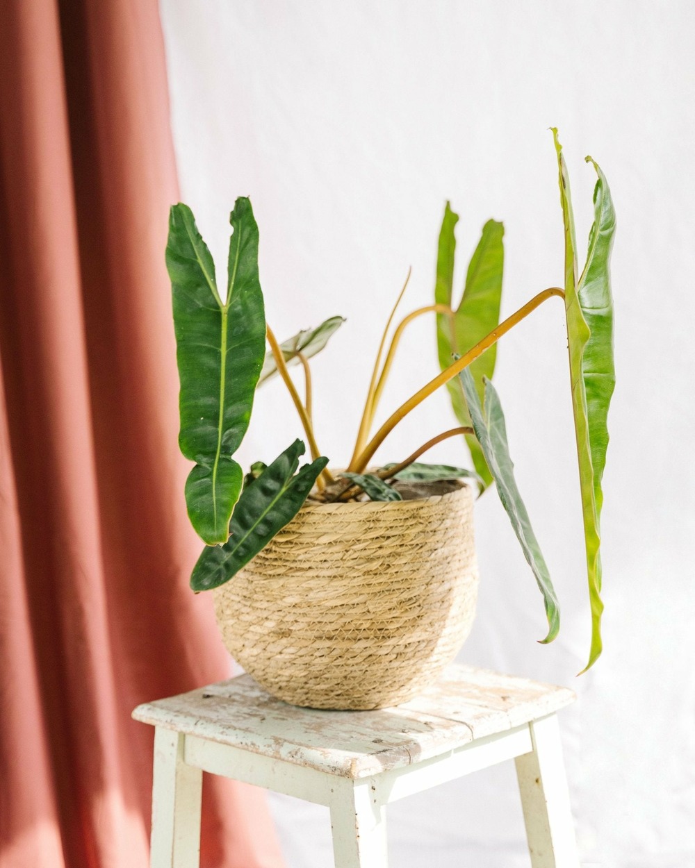 Philodendron billetiae 50cm - plante d'intérieur