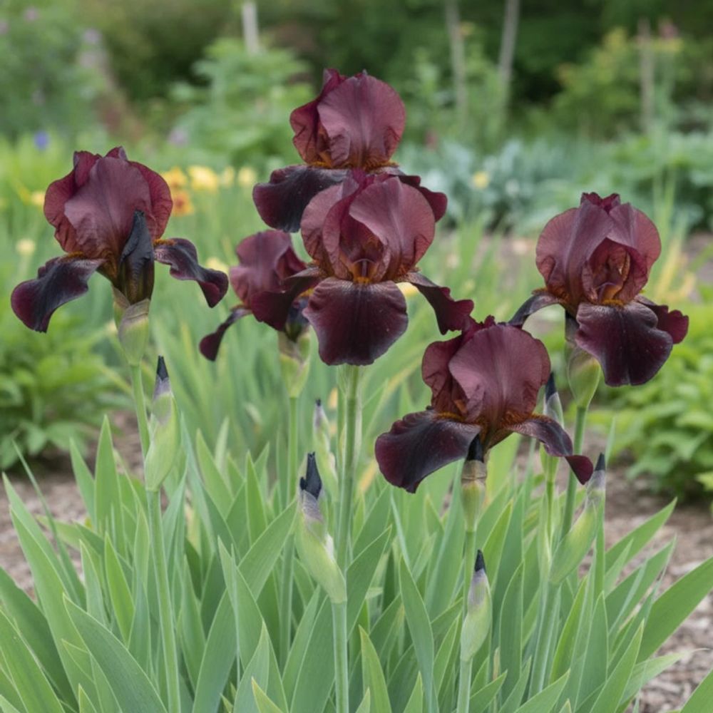 Iris des jardins sultan's palace lot de 9 godets