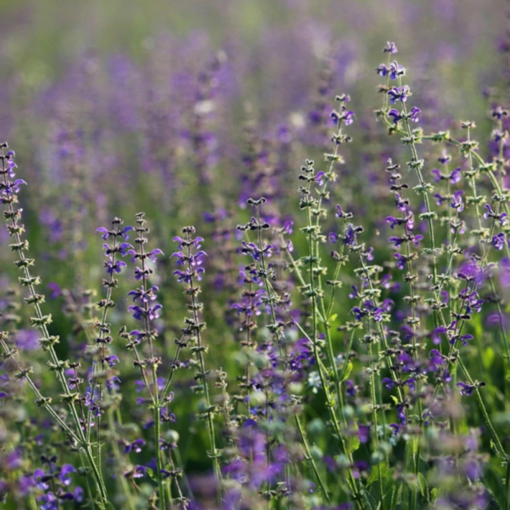 Sauge verticillée hannay's blue lot de 9 godets