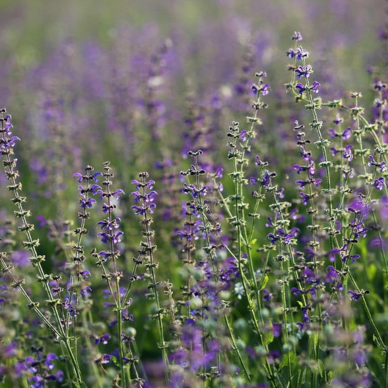 Sauge verticillée hannay's blue lot de 9 godets