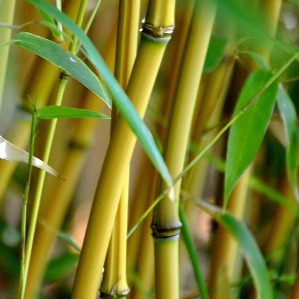 Phyllostachys aureosulcata 'aureocaulis' pot de 4l/5l