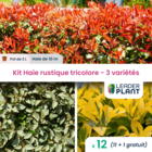 Kit haie rustique tricolore - 3 variétés - lot de 12 pots de 2 l