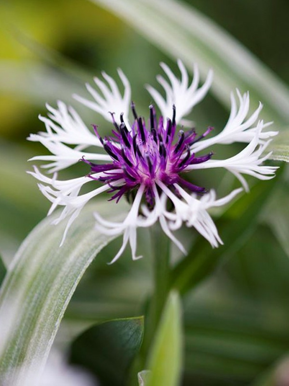 Bleuet, barbeau des montagnes 'purple heart' godet de 8/9 cm