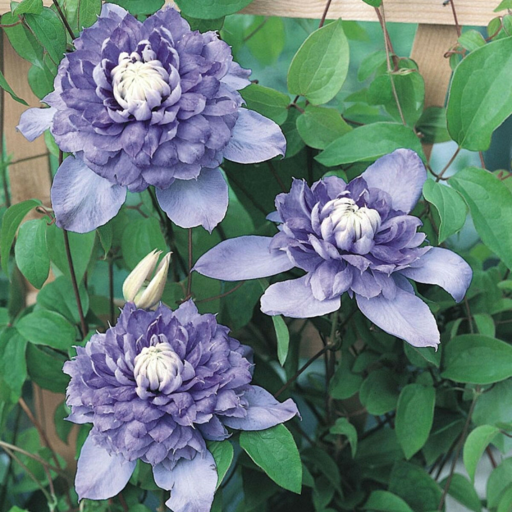 Clématite blue light® pot de 2l - tuteur bambou 60/90 cm