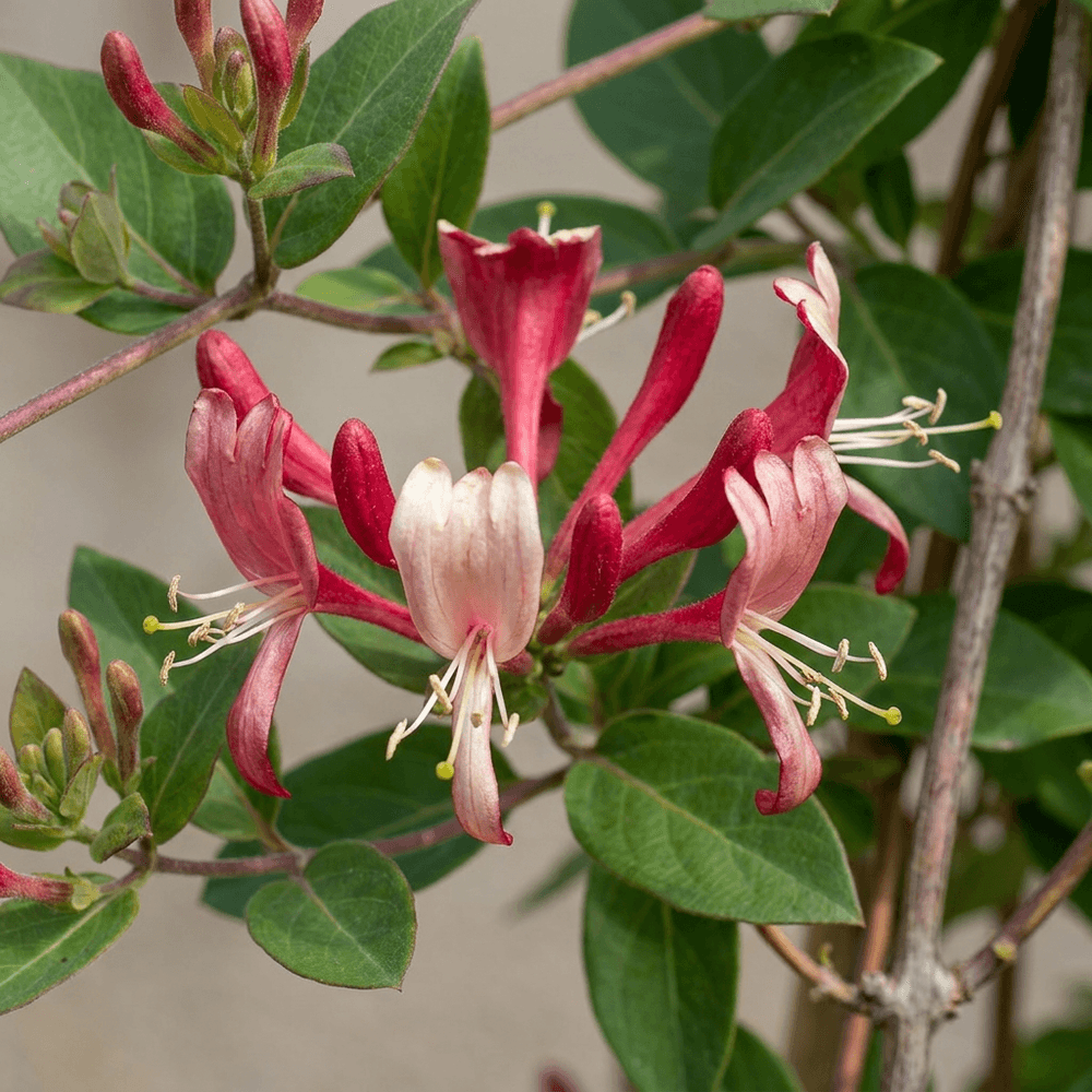 Chèvrefeuille du japon 'red world' - grimpante persistante parfumée - plante d'extérieur - lot de 6