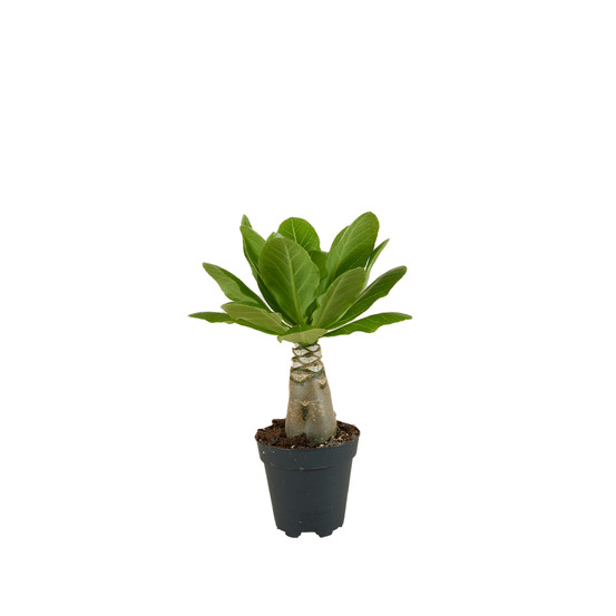 Brighamia insignis - palmier d'hawaï - plantes d'intérieur - pot 12cm - 25-35cm de haut