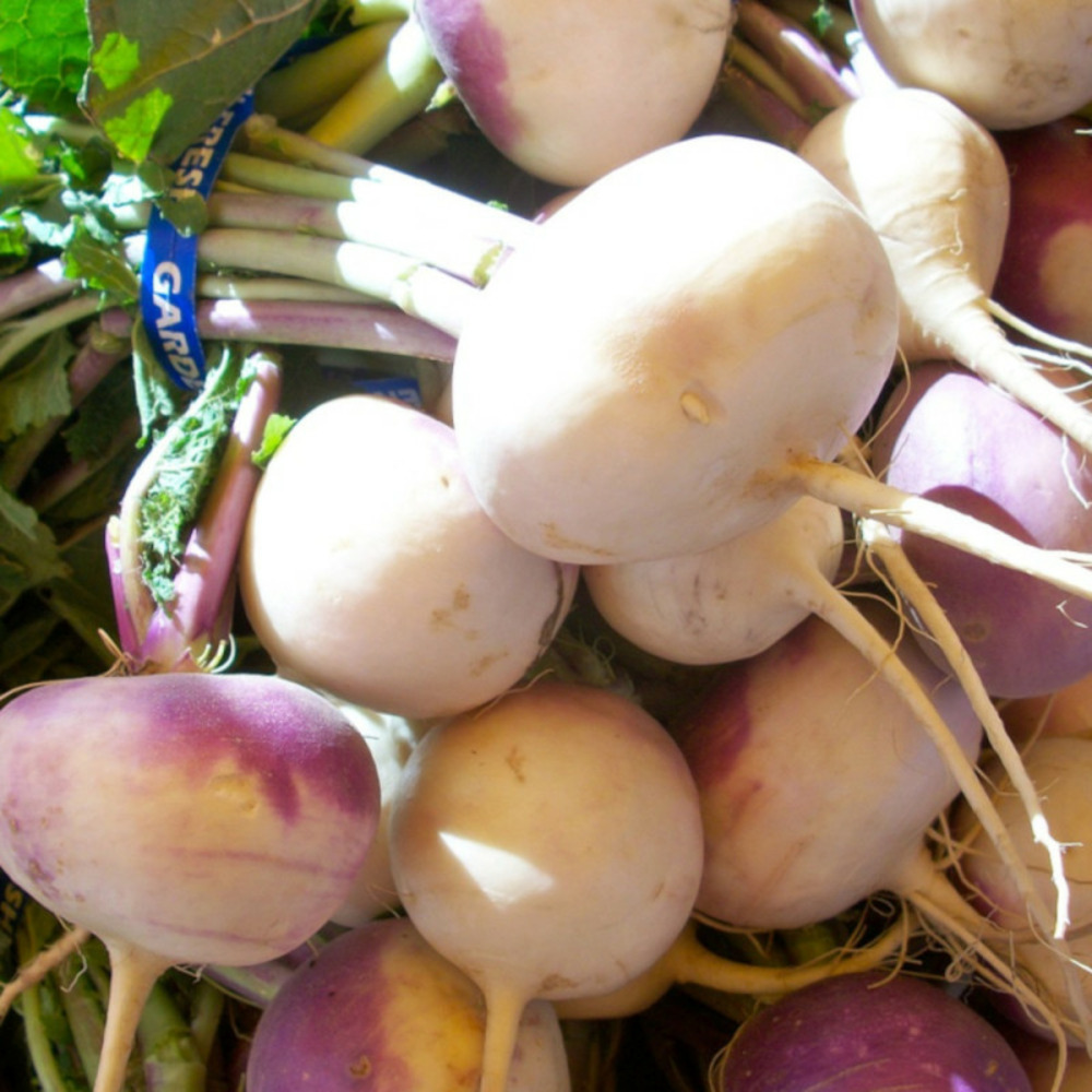 Graines de navet plessis rouge f1 - vilmorin sachet