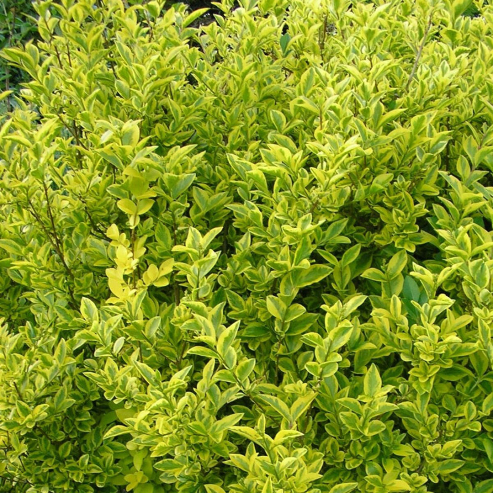 Troène de californie doré, ligustrum pot de 4l - 60/100 cm