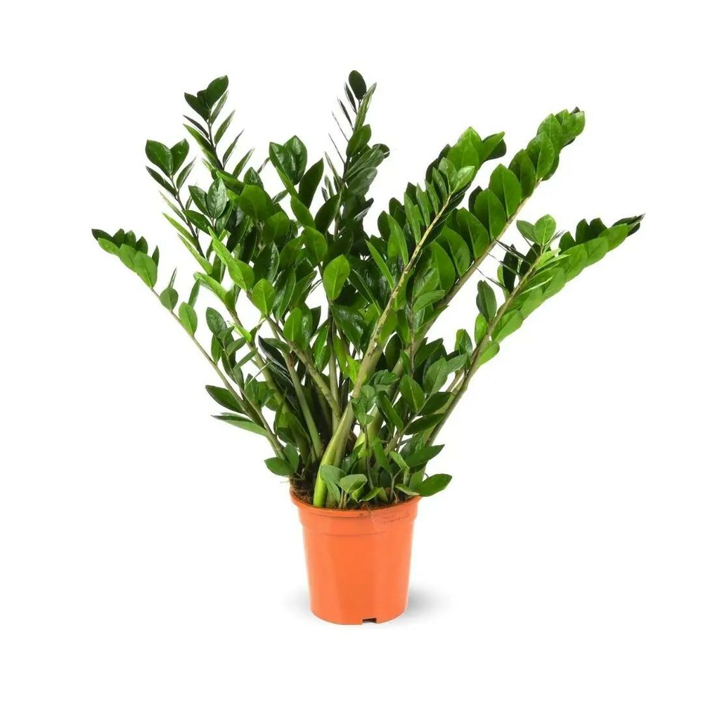 Zamioculcas zamiifolia - plante zz - ↕ 70-80 cm - ⌀ 17 cm - plante d'intérieur - succulente