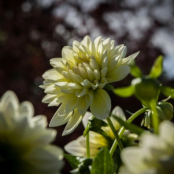 Bulbe de dahlia décoratif nain câlin sachet de 1 bulbe