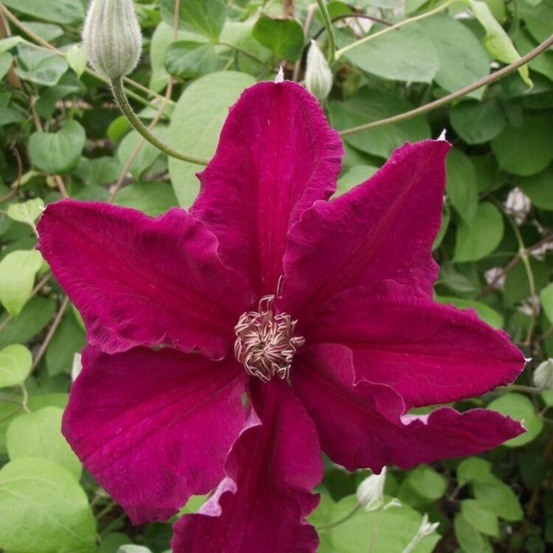 Clematite - clematis ernest markham 70cm