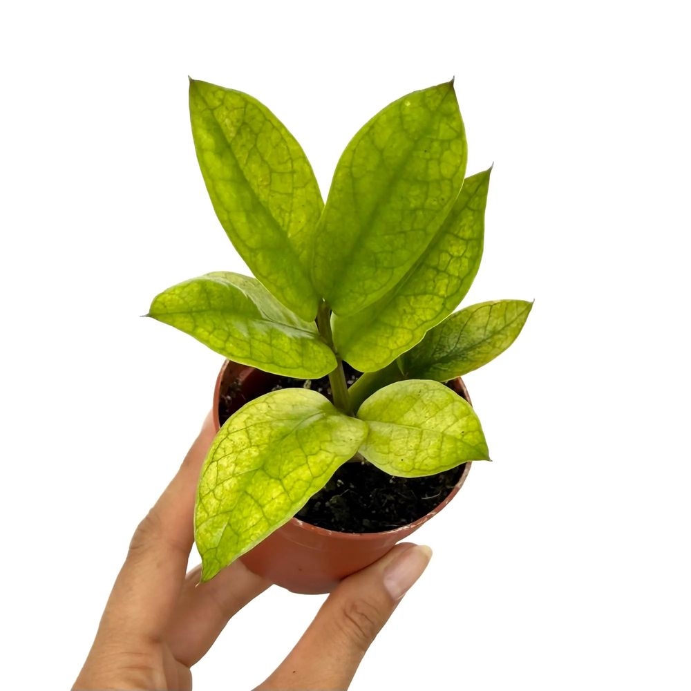 Zamioculcas zamiifolia chameleon - pot de 7cm