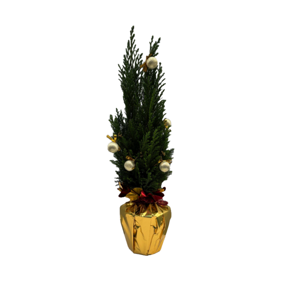 Elwoodii vert p13cm avec boules, étoiles de noel et collerette or