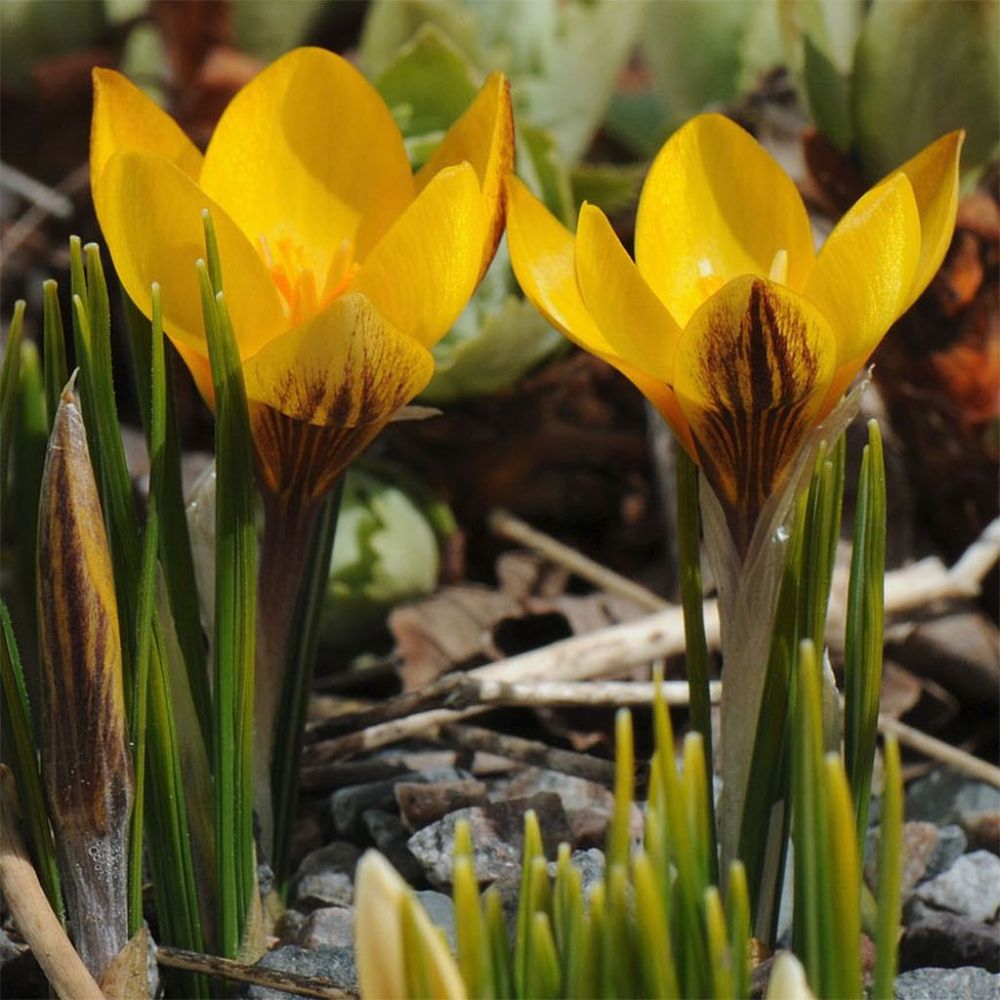 Crocus 'fuscotinctus' bulbe calibre 6+ (par 30)