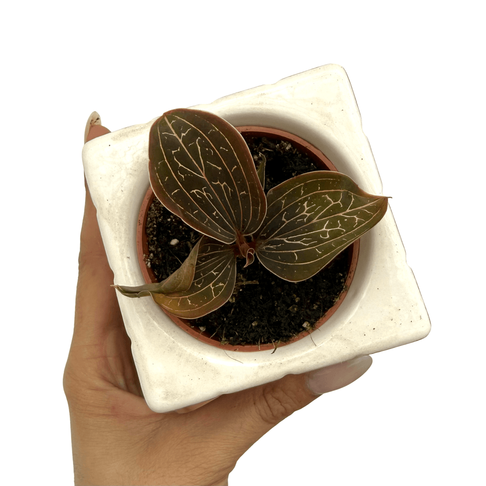 Ludisia discolor - pot de 6cm