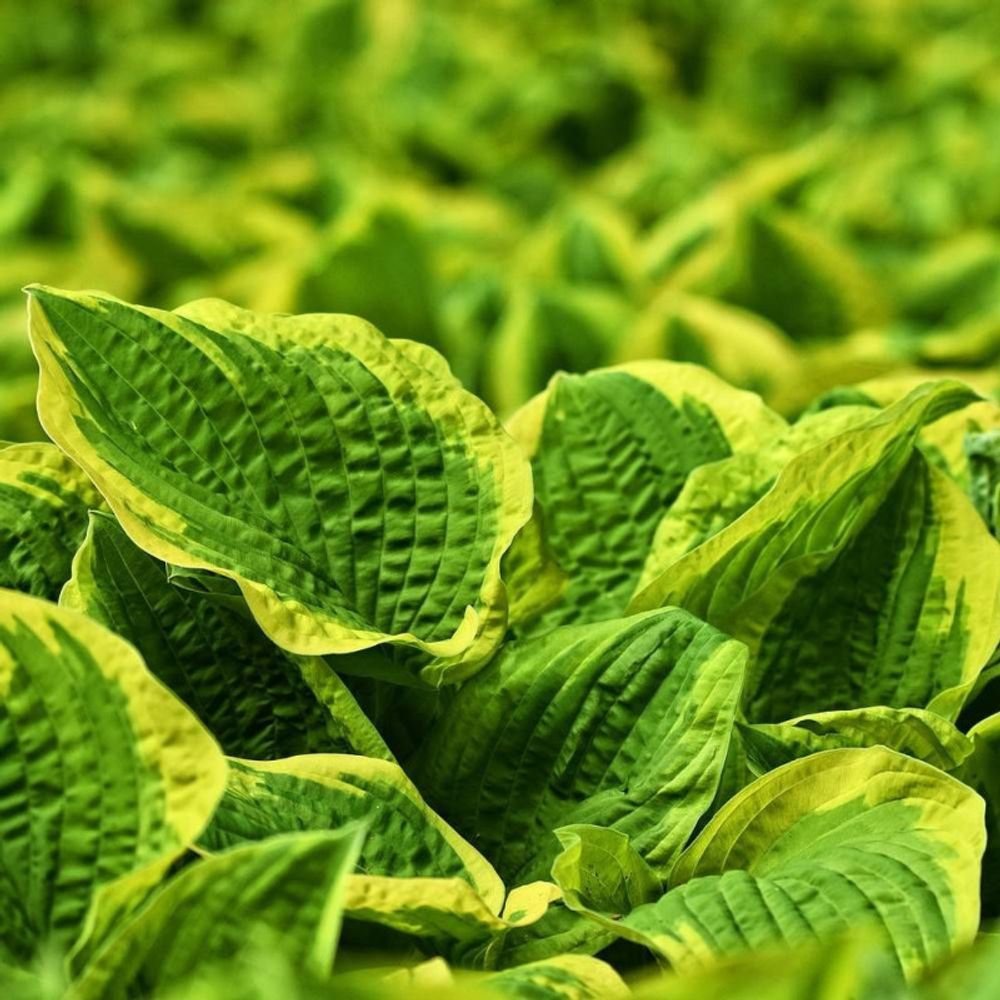 Hosta aureomarginata pot de 3l - 20/40 cm