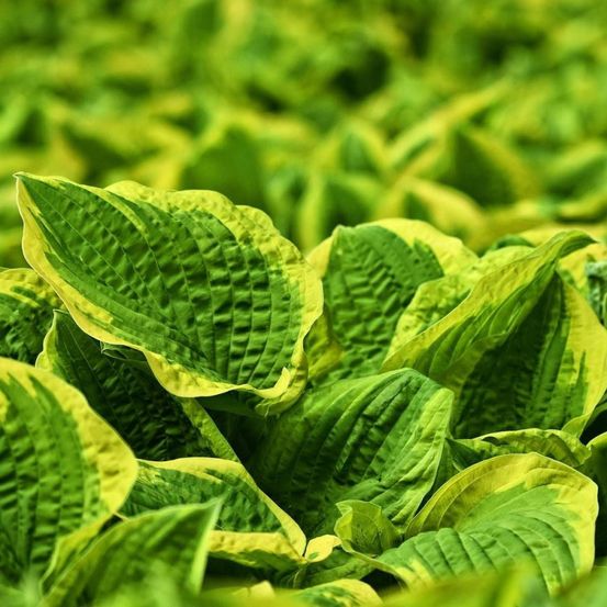 Hosta aureomarginata pot de 3l - 20/40 cm