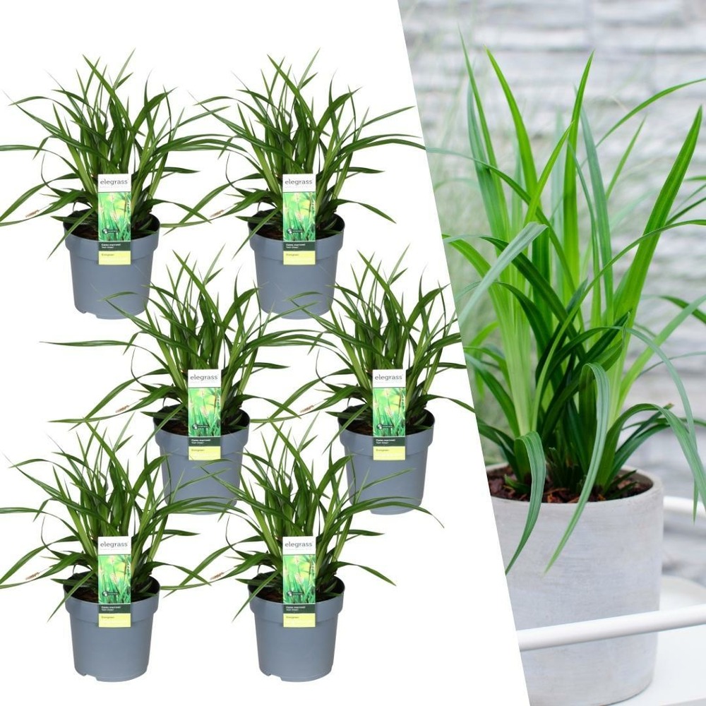 Lot de 6 - 6 carex morrowii 'irish green'