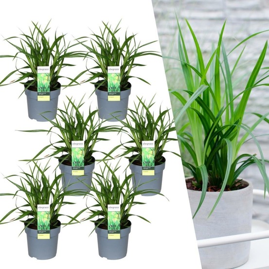 Lot de 6 - 6 carex morrowii 'irish green'
