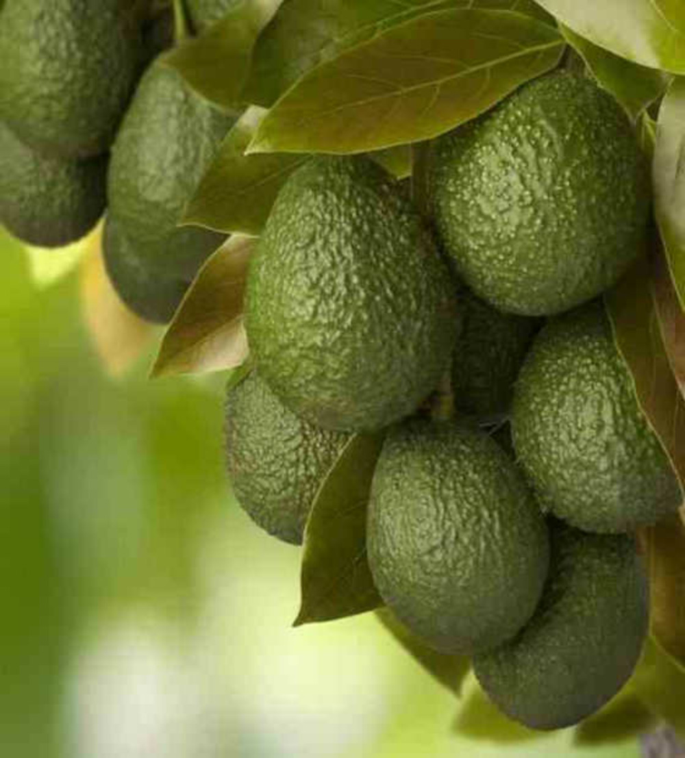 Avocatier : persea americana var. Bacon adulte (de greffe) pot de 25l - 160/180cm