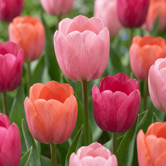 Tulipe 'positive vibe' (tulipa) - floraison printanière - calibre 11/12 - 160 bulbes