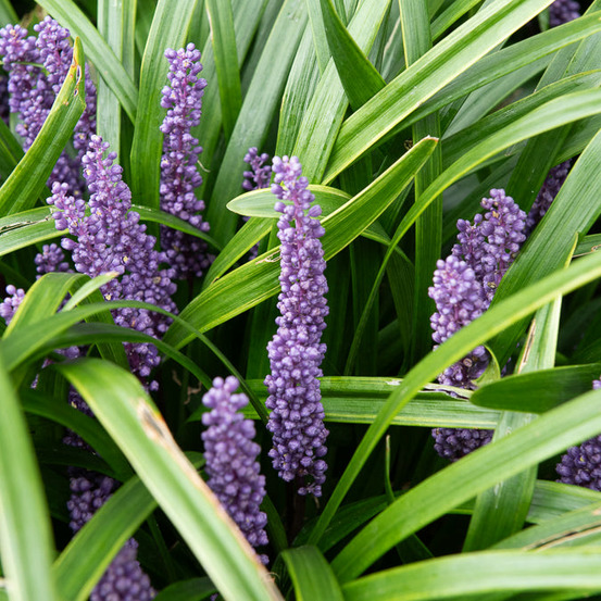 Liriope muscari - le pot / ø 9cm