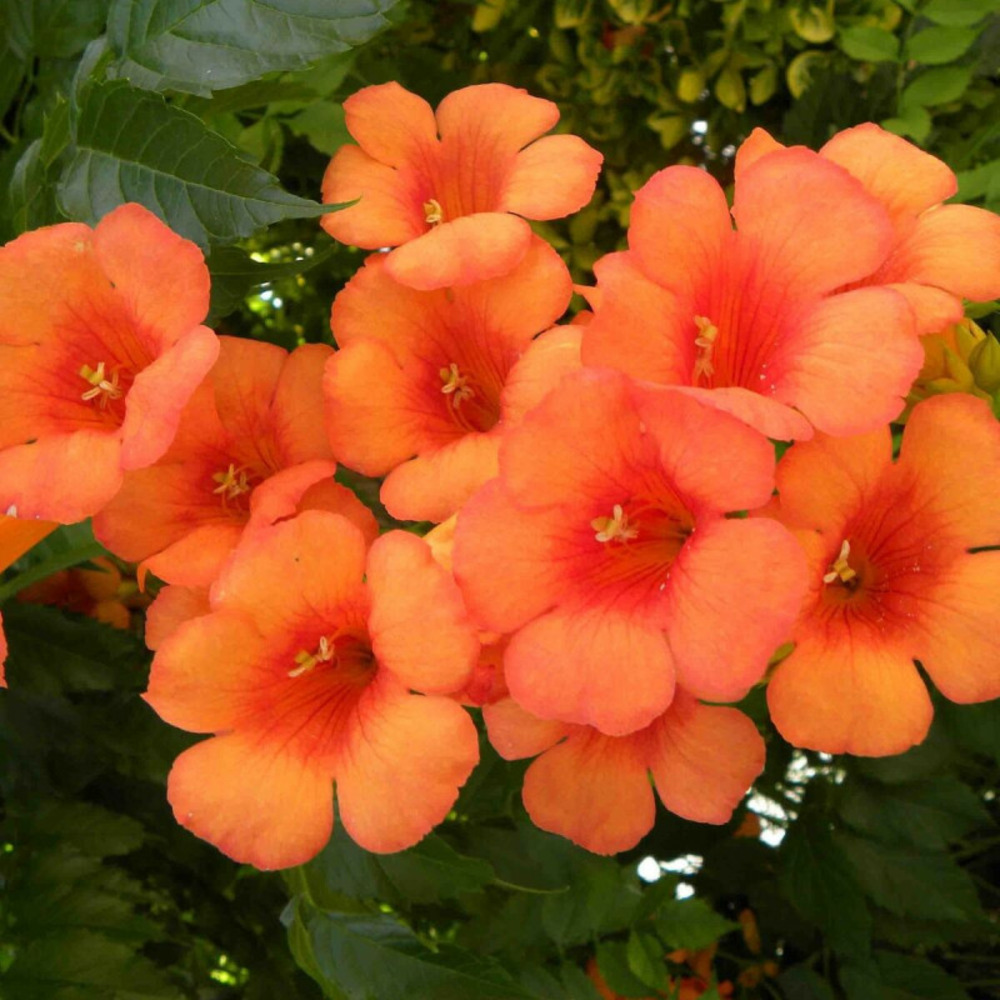 Bignone indian summer® 'kudian' pot de 1l - 30/60 cm