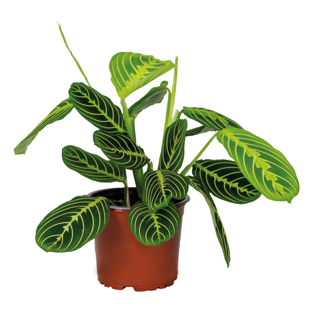 Maranta lemon lime - plante priante - plante suspendue - dépolluante - hauteur 10-20 cm - pot 12 cm