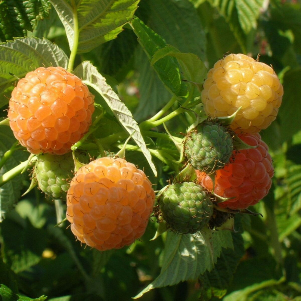 Framboisier fall gold pot de 1,5l - 20/50 cm