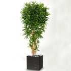 Croton goldfinger reflexa factice h150 cm 1428 feuilles arbre en pot - dimhaut:
