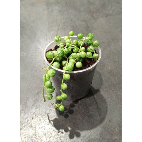Senecio rowleyanus variegata - chaîne de perle panachée d. 9cm h. 10cm - plante d'intérieur