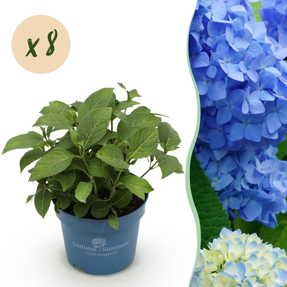 Hortensia endless summer the original - 48 plants - h 20-25 cm, pot ø14 cm