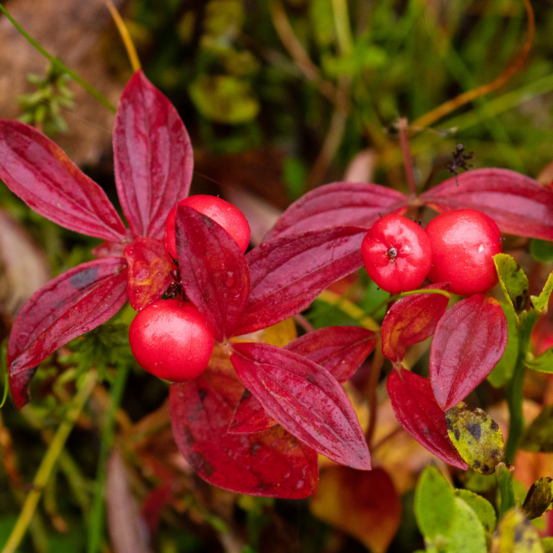 Cornouiller stolonifère kelseys dwarf - cornus stolonifera kelseys dwarf 30/40 cm pot 3l