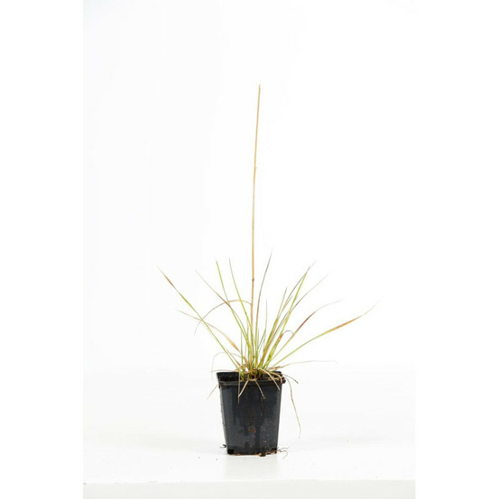 Canche cespiteuse goldstaub - deschampsia cespitosa goldstaub 20/30 cm godet 9cm