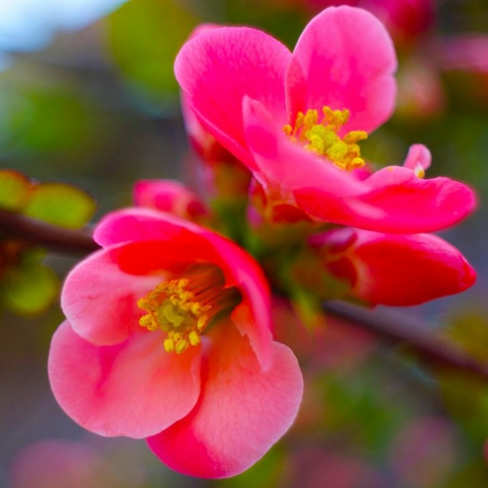 Cognassier du japon 'pink lady' (chaenomeles superba 'pink lady')
